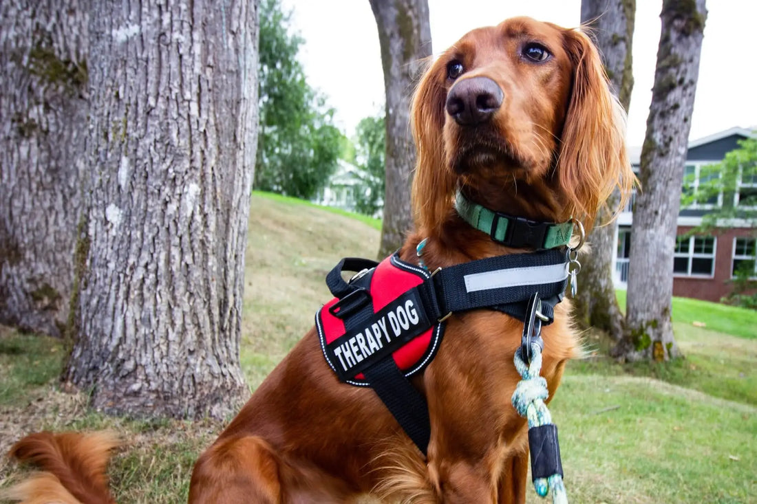 Custom Canines Harness