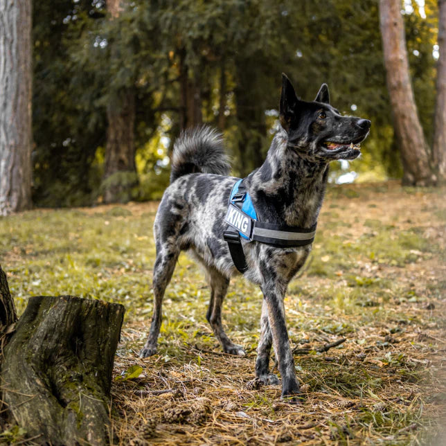 Custom Canines Harness™