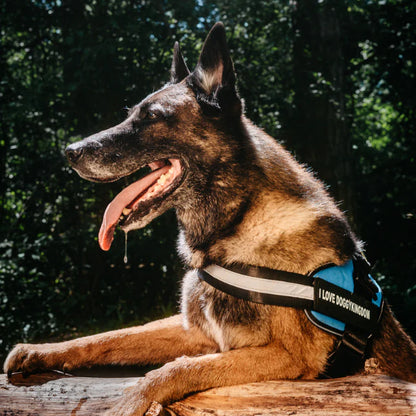 Custom Canines Harness™