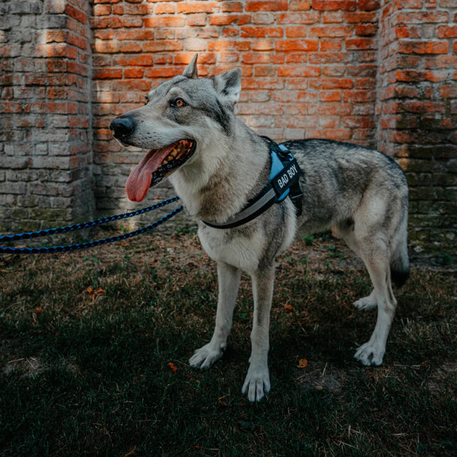 Custom Canines Harness™